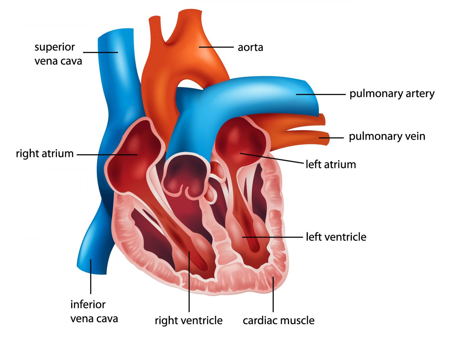 atrial-fibrillation-about-the-heart